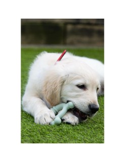 Mordedor de perro Nylabone SENSORY TACTILE RING Verde Manteca de cacahuete Pollo S
