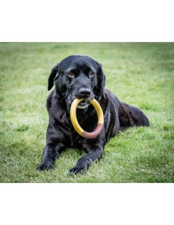 Mordedor de perro Nylabone Ring Amarillo Hamburguesa L