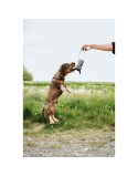 Juguete para perros Hunter NEBRASKA Gris Caballo