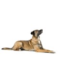 Collar para Perro Hunter Malia Beige 12 40-49 cm