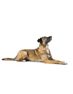 Collar para Perro Hunter Malia Beige 12 40-49 cm