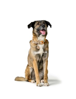Collar para Perro Hunter Malia Naranja S/M 35-44 cm