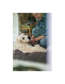 Sofá para Perro Hunter Boston 80x60 cm Marrón