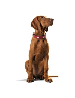 Hundehalsband Hunter Swiss Rot/Schwarz 30-34.5 cm