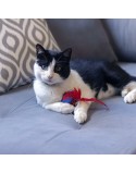Cat toy Spider-Man