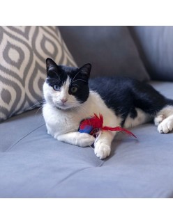 Cat toy Spider-Man