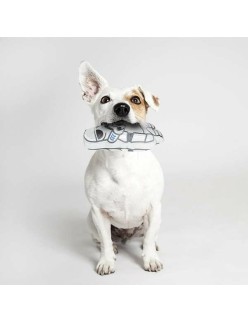 Jouet pour chien Spider-Man