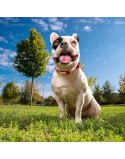 Hundehalsband Marvel Rot S/M