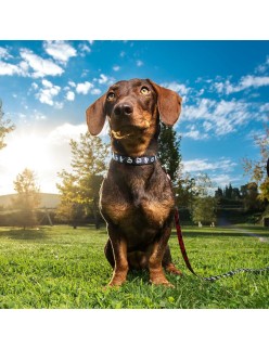 Hundehalsband Mickey Mouse Schwarz