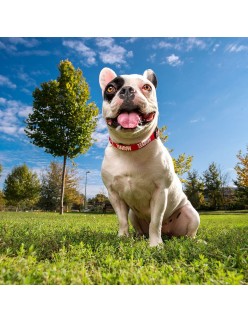 Hundehalsband Marvel Rot