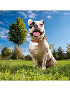 Collare per Cani Marvel Rosso