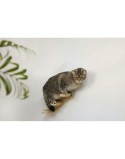 Grattoir pour Chats Kerbl 80916 Bois Sisal