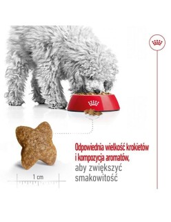 Nourriture Royal Canin Adult Mini S Oiseaux 8 kg