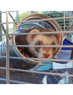 Käfig Ferplast Furet Power Metall/Kunststoff