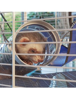 Käfig Ferplast Furet Power Metall/Kunststoff