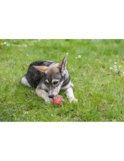 Giocattolo da mordere per cani Kerbl Rosso Verde Caucciù