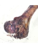 Dog Snack Petmex Ham bone Pig 200 g