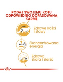 Katzenfutter Royal Canin RC POS musthave Fleisch 12 x 85 g