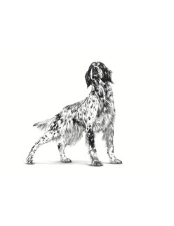 penso Royal Canin Hepatic Adulto Carne Pássaros 7 kg