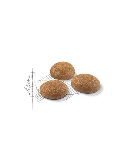Comida para gato Royal Canin Active Life Outdoor Adulto Aves 4 Kg