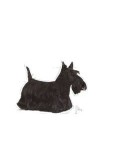 Futter Royal Canin Mini Dermacomfort Erwachsener Huhn Rindfleisch Pflanzlich 3 Kg