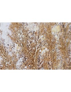 Pintura Home ESPRIT Azul Dourado Praia Mediterrâneo 80 x 3 x 80 cm (2 Unidades)
