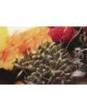 Quadro Home ESPRIT Stampato 120 x 0,4 x 120 cm
