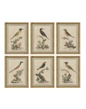 Cuadro Home ESPRIT Beige Pájaro Shabby Chic 45 x 3 x 60 cm (6 Unidades)