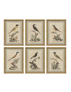 Cuadro Home ESPRIT Beige Pájaro Shabby Chic 45 x 3 x 60 cm (6 Unidades)