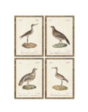 Cuadro Home ESPRIT Beige Pájaros Cottage 40 x 2,5 x 50 cm (4 Unidades)