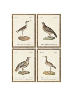Cuadro Home ESPRIT Beige Pájaros Cottage 40 x 2,5 x 50 cm (4 Unidades)