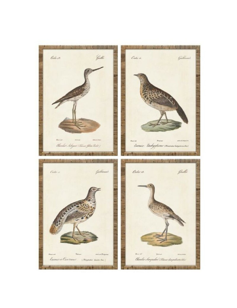 Cuadro Home ESPRIT Beige Pájaros Cottage 40 x 2,5 x 50 cm (4 Unidades)