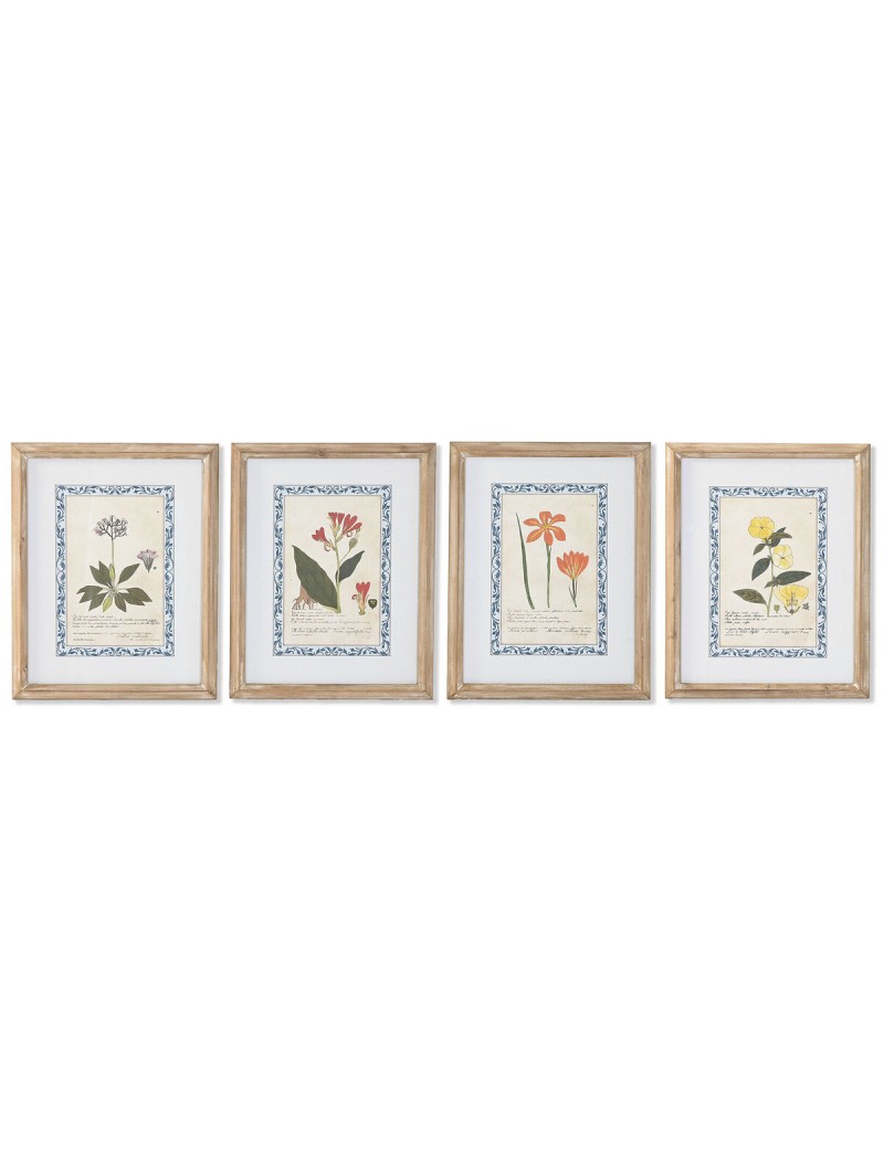 Cuadro Home ESPRIT Shabby Chic Plantas botánicas 40 x 2,5 x 50 cm (4 Unidades)