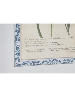 Cuadro Home ESPRIT Shabby Chic Plantas botánicas 40 x 2,5 x 50 cm (4 Unidades)